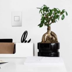 Adorne 15 Amp 125-Volt Tamper Resistant 1-Gang Pop-Out Outlet, White by Legrand -Legrand Sales white legrand electrical outlets receptacles arptr151gw2 66 1000